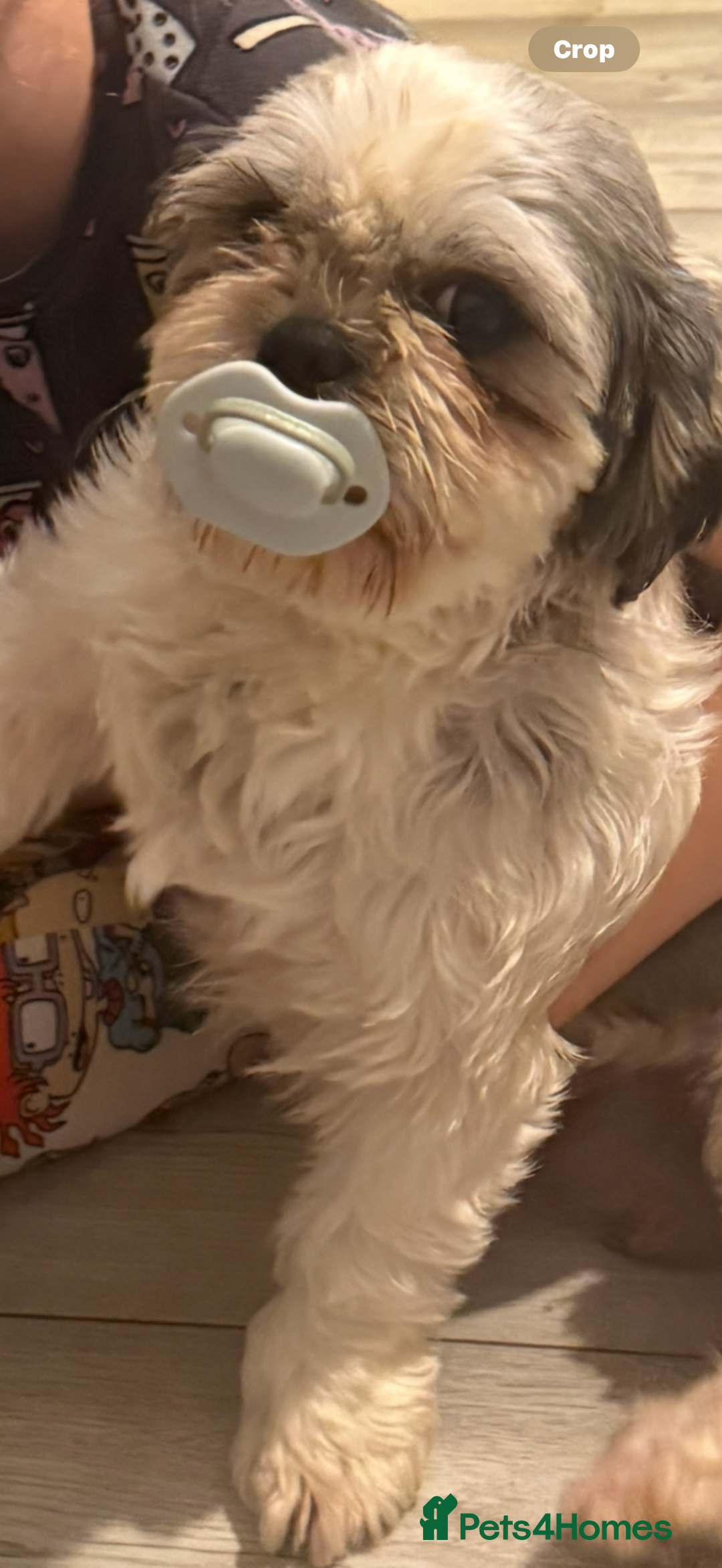 Shih Tzu dogs for sale: Beautiful Shitzu pups for sale  - Image 5