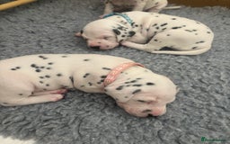 Dalmatian dogs for sale: 6 Beautiful Chunky Dalmatians born 27/5/25 in Stafford - Image 23