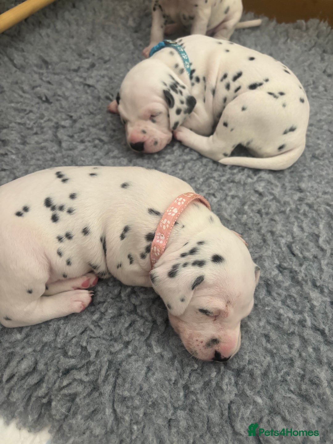 Dalmatian dogs for sale: 6 Beautiful Chunky Dalmatians born 27/5/25 in Stafford - Image 23