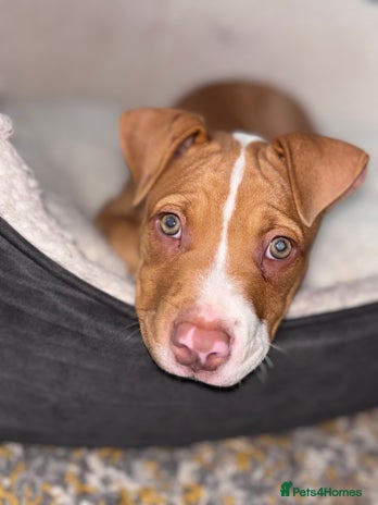 Mixed Breed dogs - Advert 6