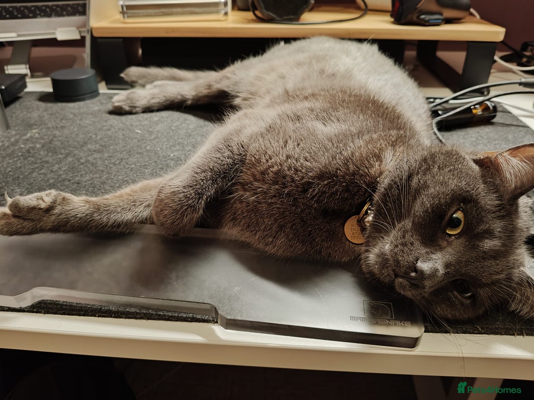Russian Blue cats for sale: Friendly Indoor Russian blue male (1 year old) - Advert 9
