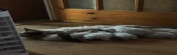Ragdoll cats for sale: 3 Ragdoll kittens - Advert 1