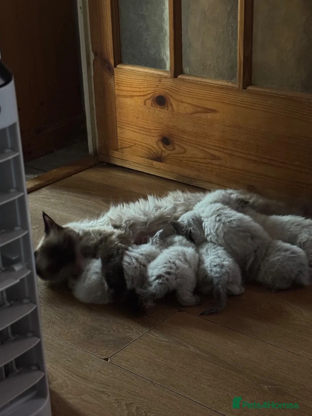 Ragdoll cats for sale: 3 Ragdoll kittens - Advert 1