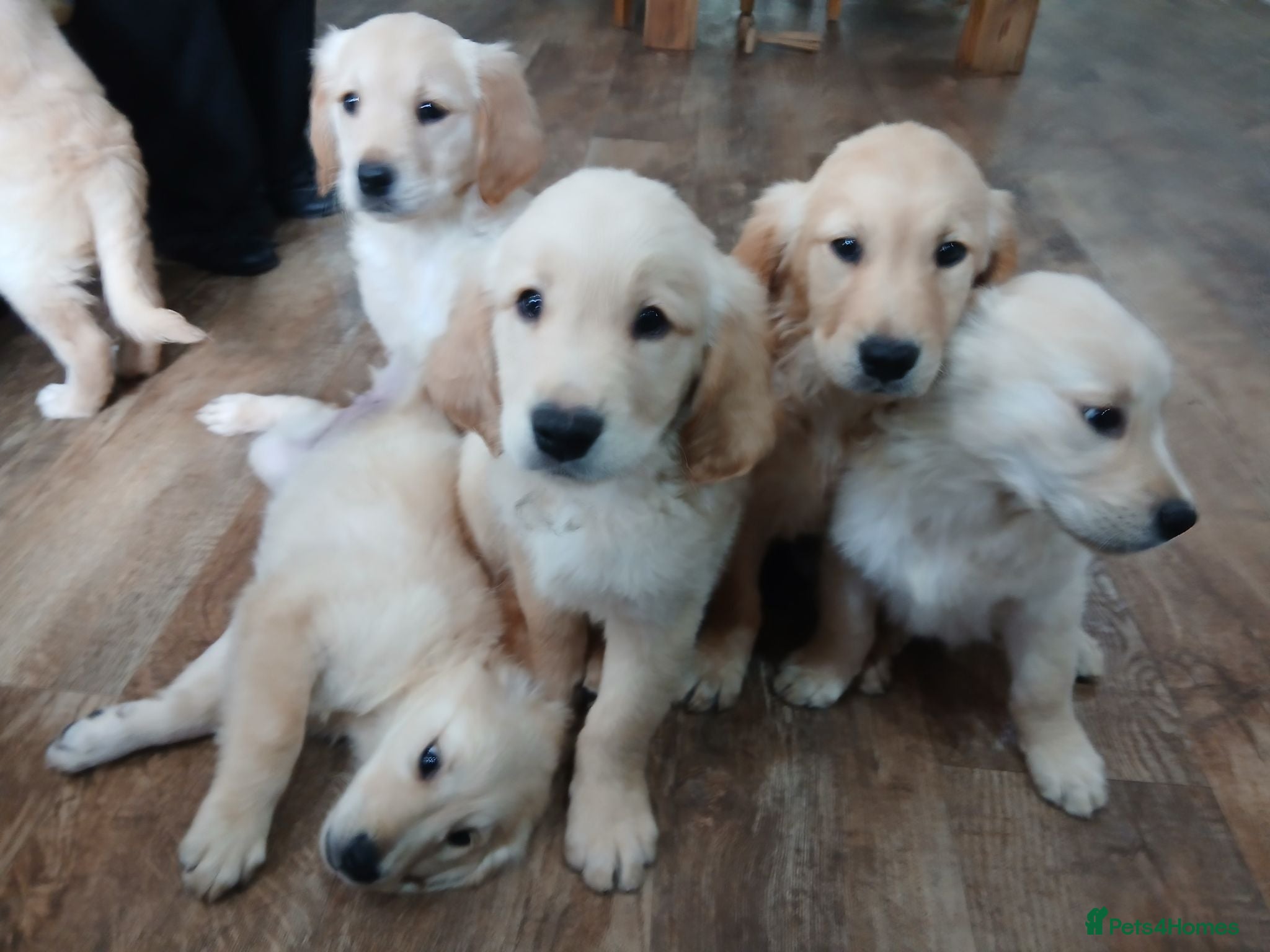 Golden Retriever dogs Ready to leave true gold golden retrievers  - Advert 2