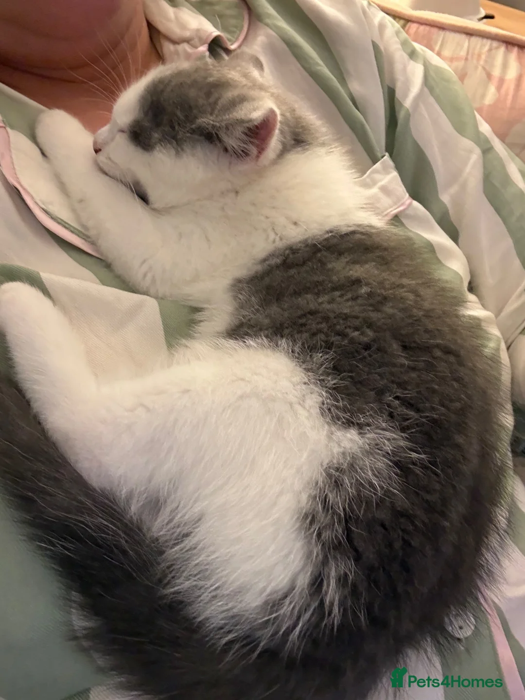 Mixed Breed cats for sale: Bell - Mixed Breed, Ragdoll  - Advert 2