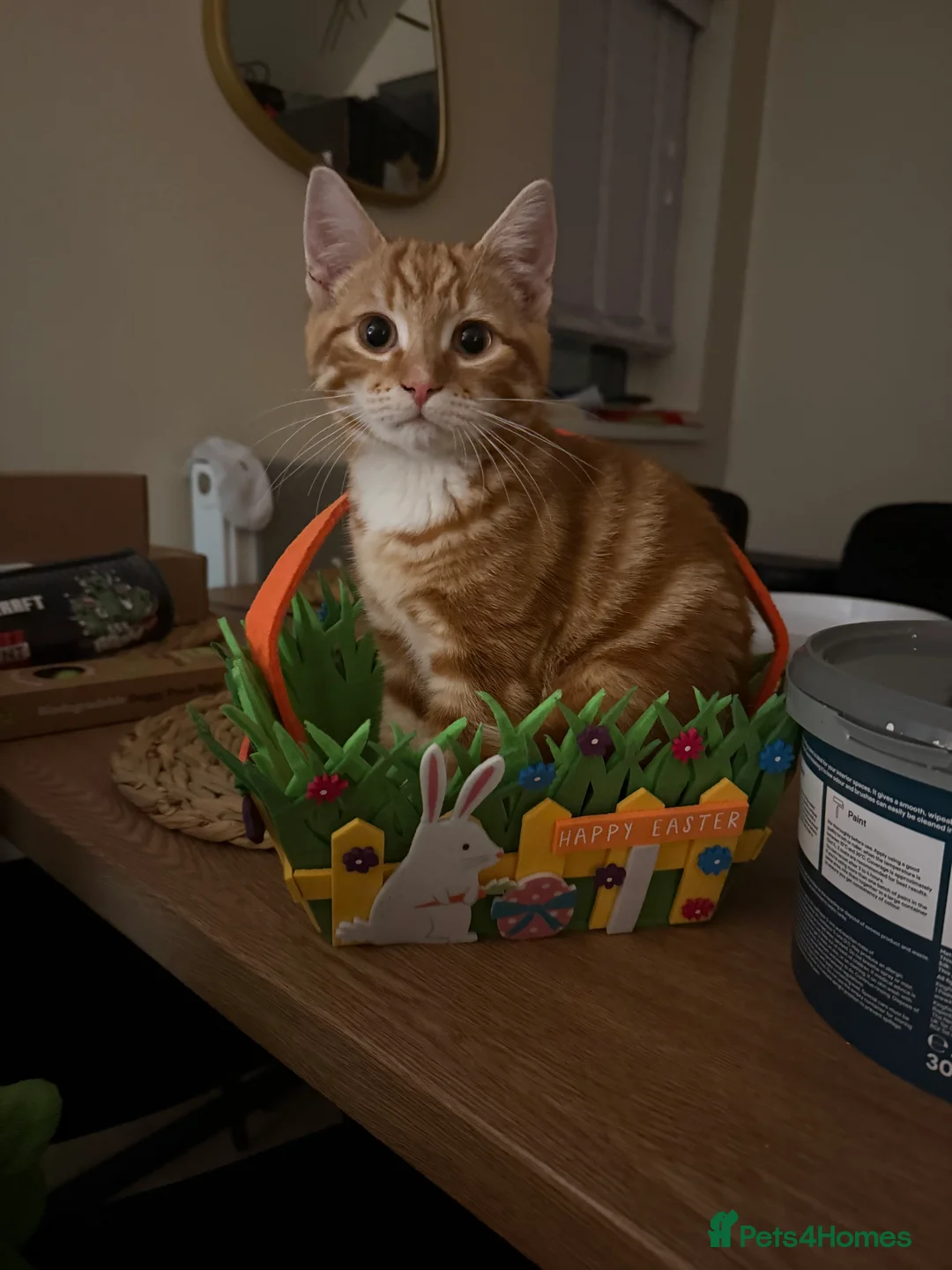 British Shorthair cats for sale: Ginger kitten - Advert 1