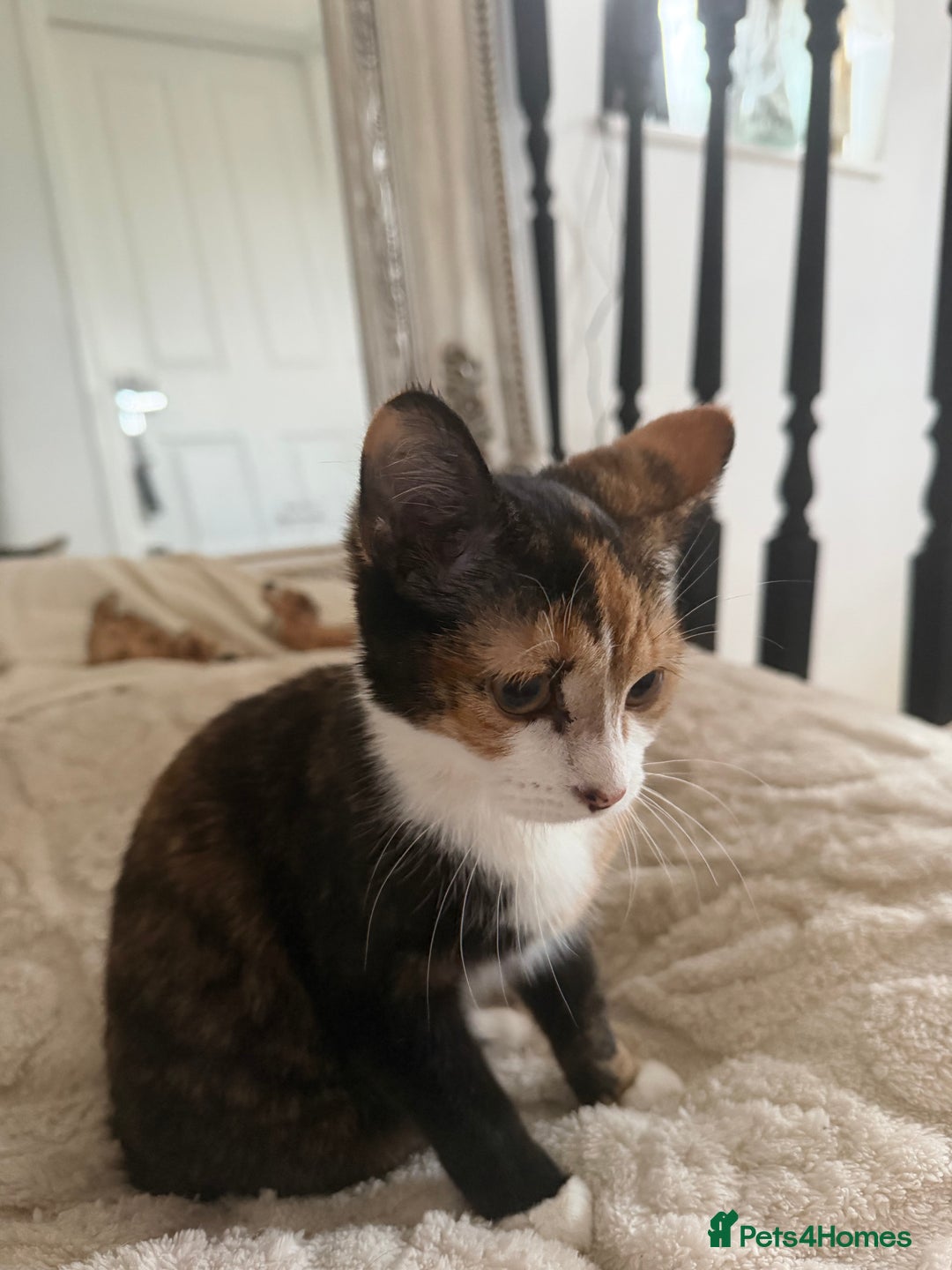 Mixed Breed cats for sale: Kittens  - Advert 6