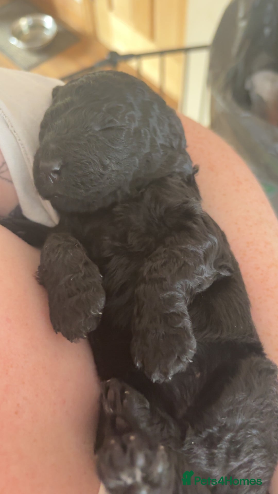 Australian Labradoodle dogs for sale: 💕 Stunning Australian Labradoodles! 💕 - Image 8