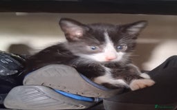 Mixed Breed cats for sale: Three kittens  - Image 4