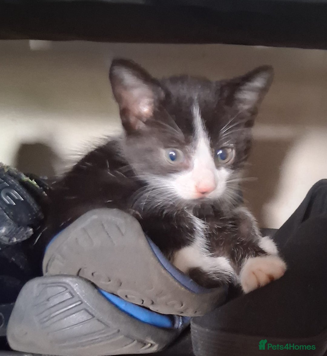 Mixed Breed cats for sale: Three kittens  - Image 4