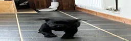 Labrador Retriever dogs for sale: Black female labrador - Advert 2