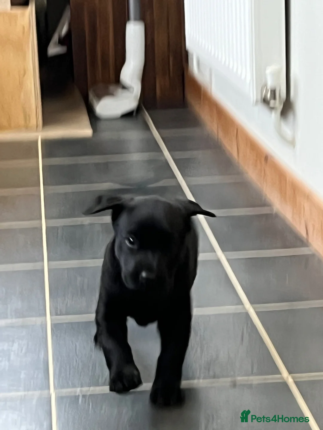Labrador Retriever dogs for sale: Black female labrador - Advert 2