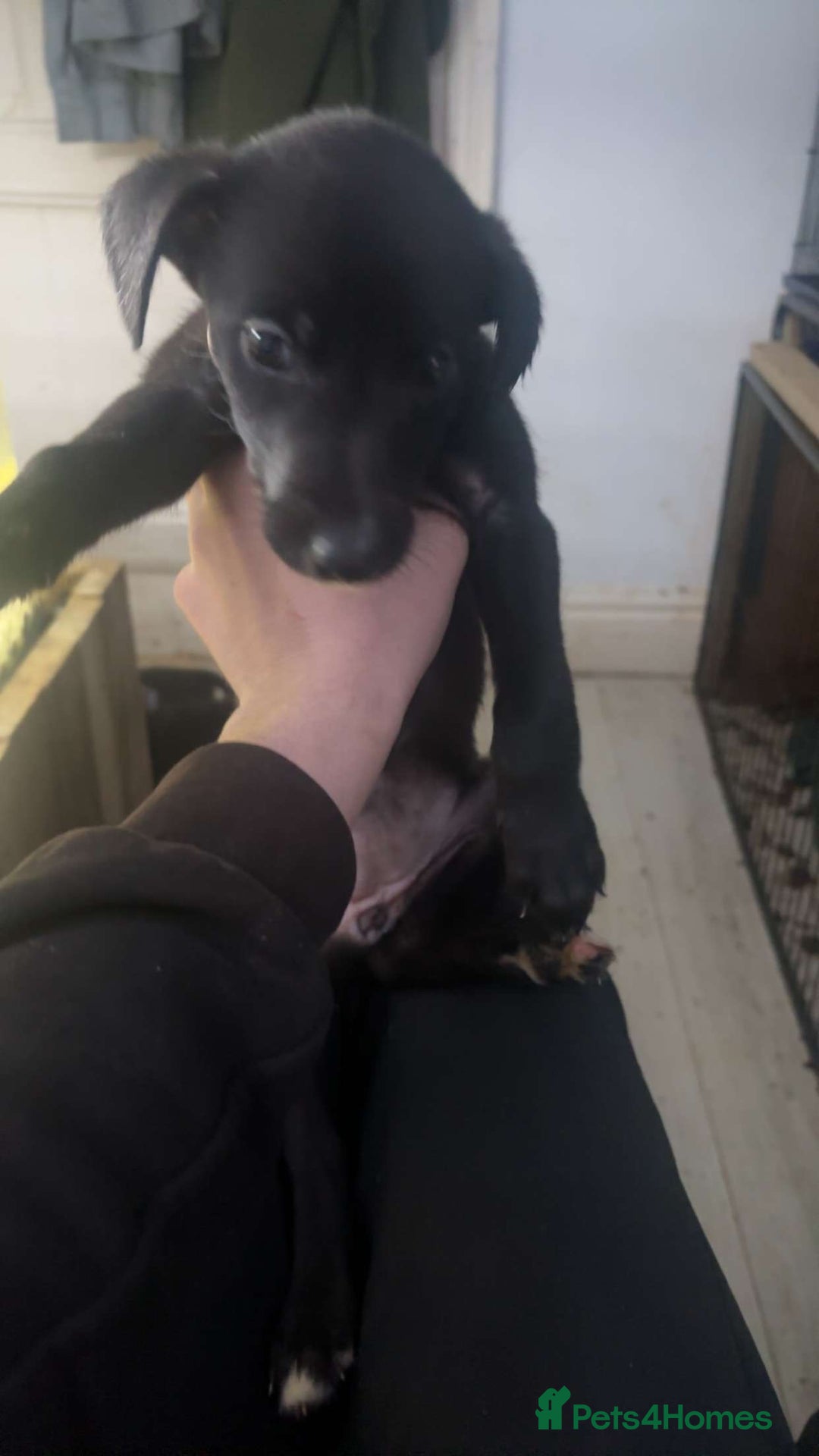 Mixed Breed dogs for sale: 2 female lurcher pups come from working stock - Advert 4
