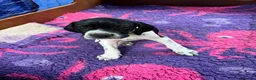 Pointer dogs for sale: Only 4 bitches remaining  - Advert 5