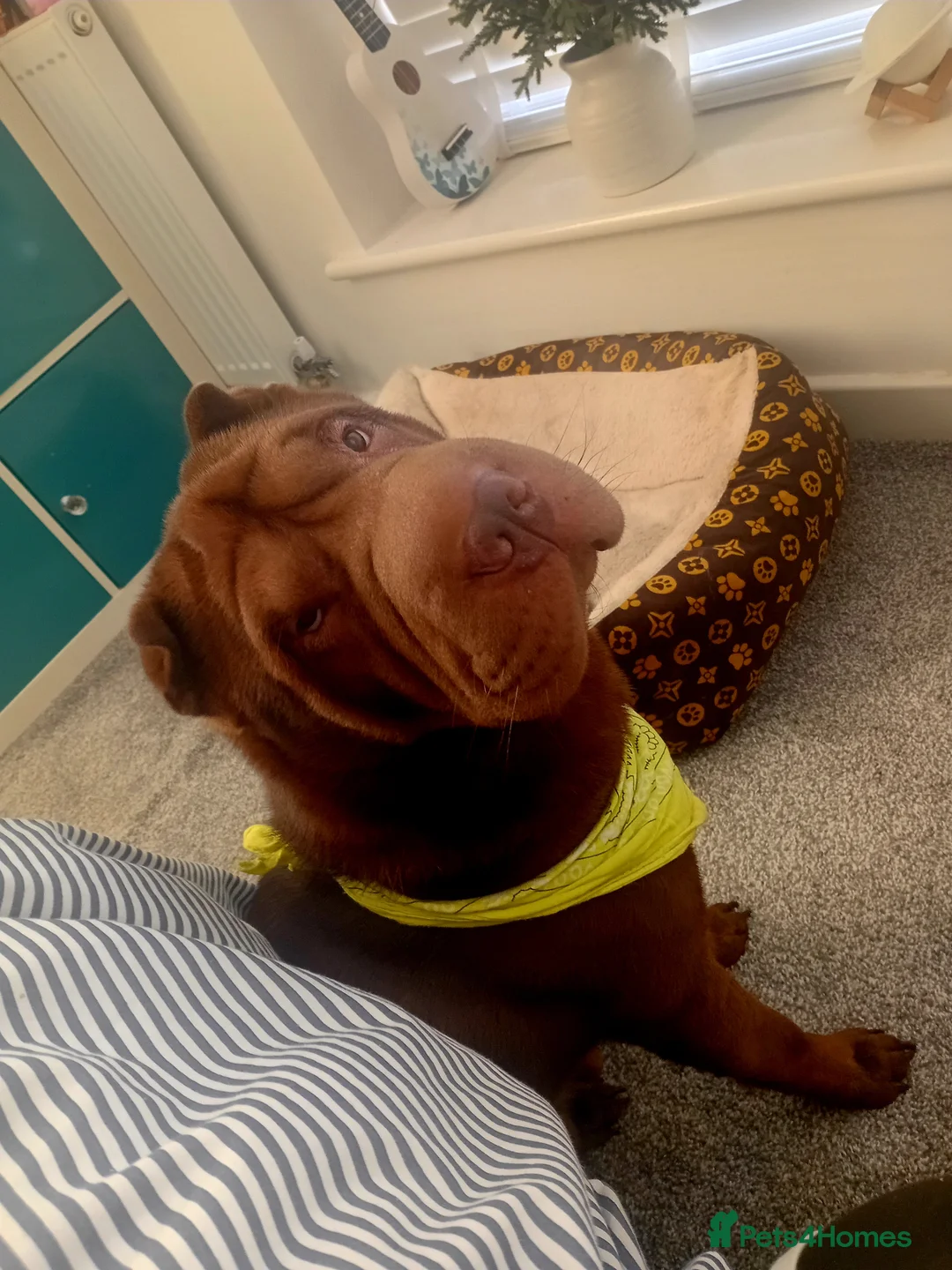 Shar Pei dogs for stud: Handsome KC registered Brown Shar Pei in Daventry - Advert 2