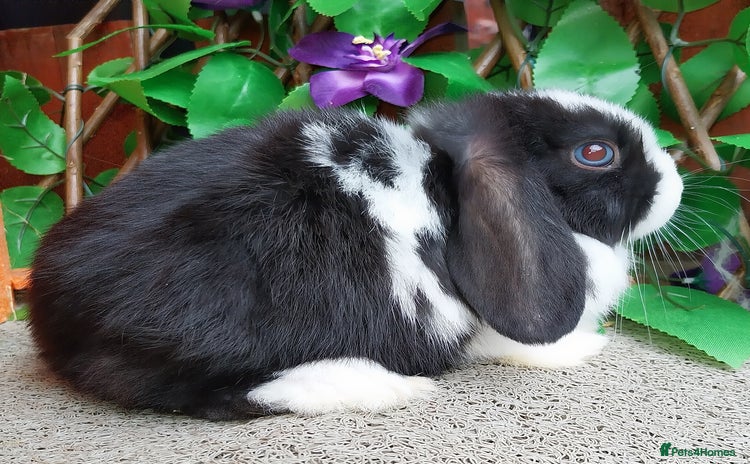 Mini Lop rabbits - Advert 6