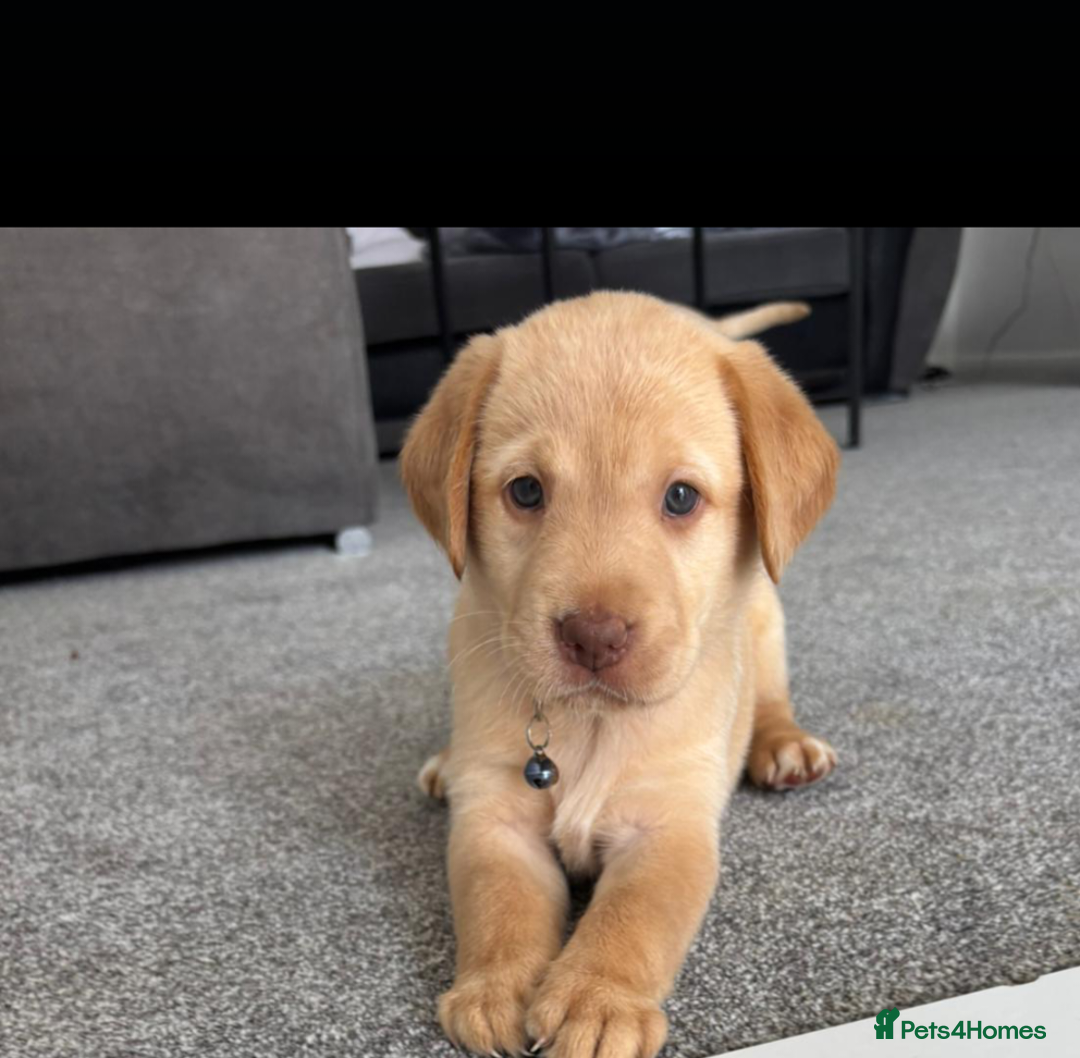 Labrador Retriever dogs for sale: Gorgeous labrador puppies - Image 6