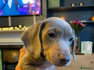 Miniature Dachshund dogs Mini Dachshund Pups ISABELLA & BLUE ISABELLA - Advert 6