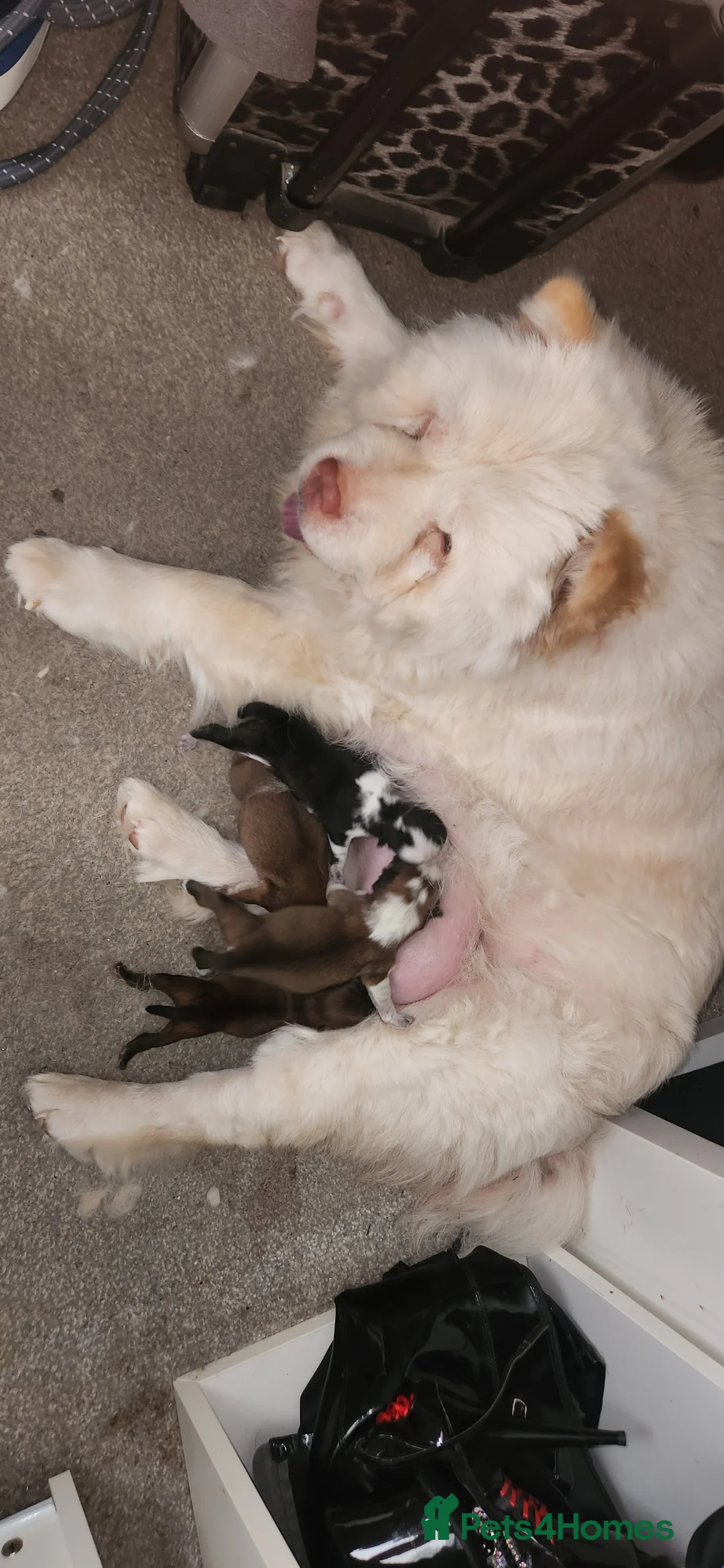 Chow Chow dogs for sale: Chow chow puppy last boy available  in Gillingham - Advert 2