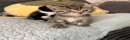 Mixed Breed cats for sale: Mixed Breed Kittens for sale - Advert 24