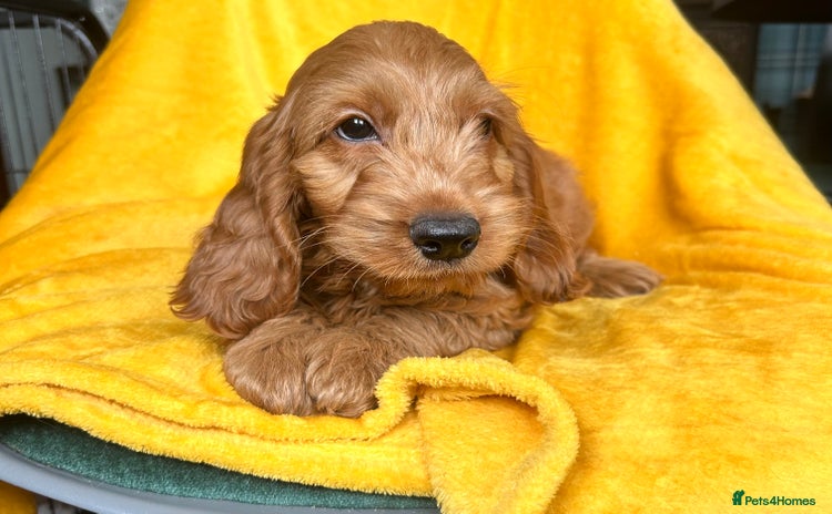 Cockapoo dogs - Advert 1
