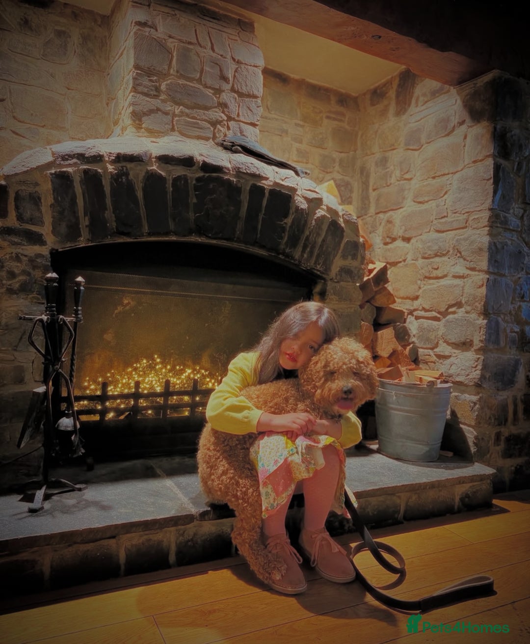 Cavapoo dogs for stud: STUD DOG Rupert Bear the Cavapoo - Image 9