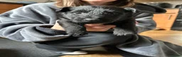 Scottish Terrier dogs for sale: Scottish terrier puppies for sale  - Advert 3