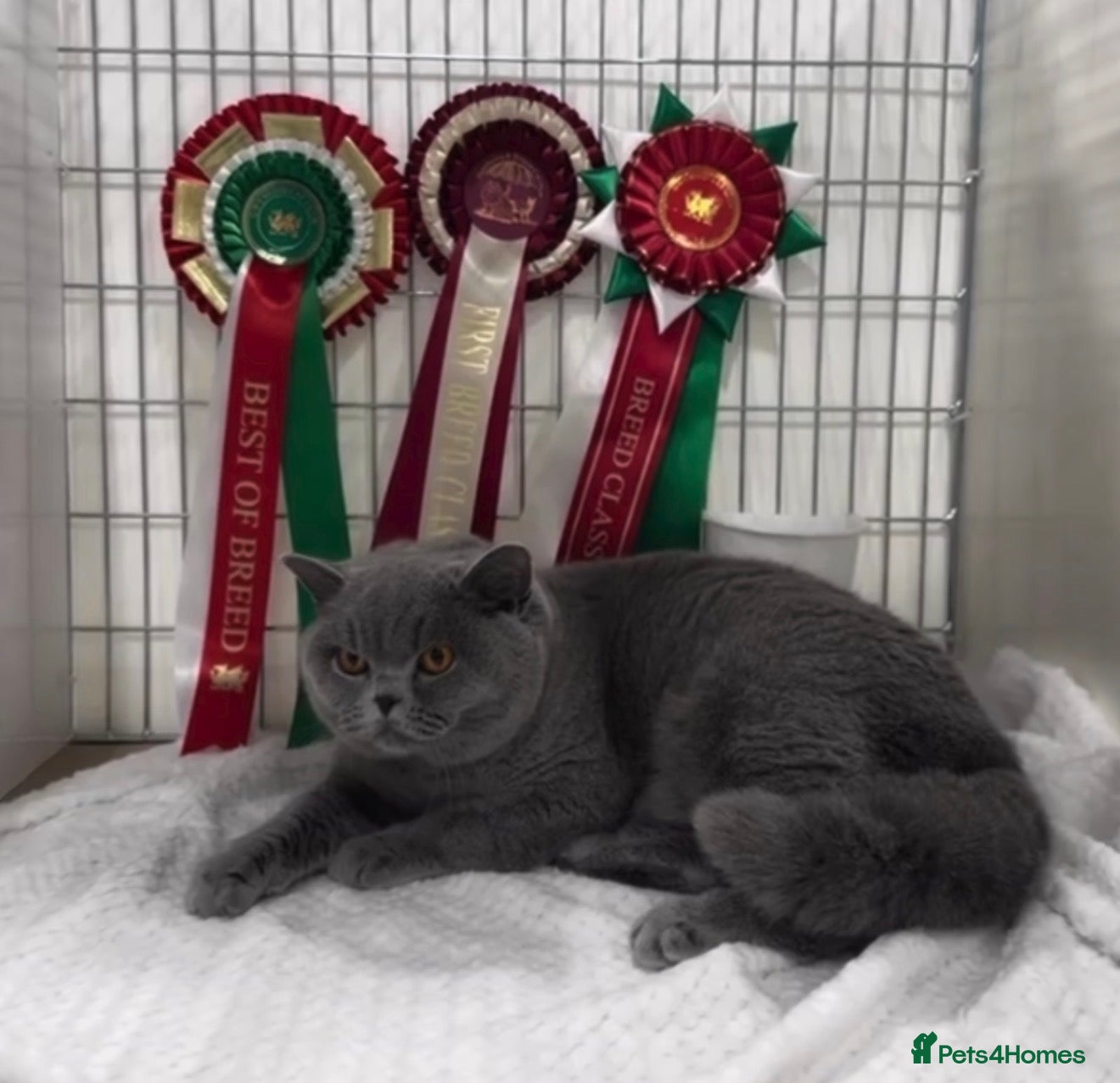 British Shorthair cats 🩷 Beautiful champion female 🐾  - Advert 1