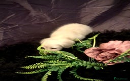 Miniature Dachshund dogs for sale: English Cream miniature dachshund  - Advert 33