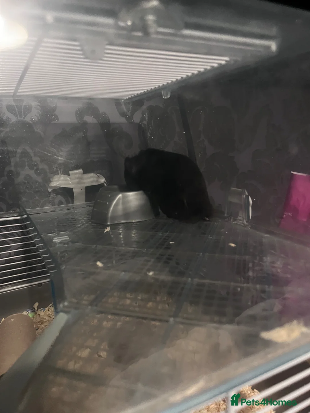 Hamster rodents for sale: syrian hamster  in Stoke-on-Trent - Advert 2