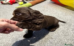 Cocker Spaniel dogs for sale: Beautiful show type puppies  - Image 9
