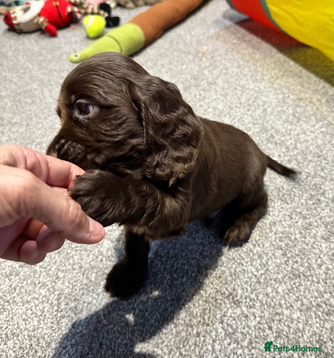 Cocker Spaniel dogs for sale: Beautiful show type puppies  - Image 9