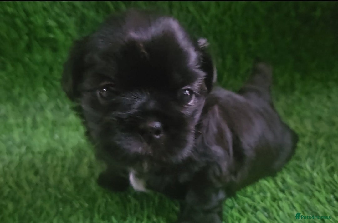 Shih Tzu dogs for sale: Imperial Shih tzu Puppies - Image 16