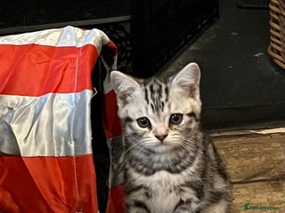 British Shorthair cats GCCF reg BSH BLACK SILVER TABBY KITTENS - Advert 5