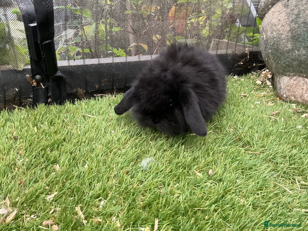 Mini Lop rabbits for sale: Baby mini lops and mini lion lop baby rabbits - Advert 7