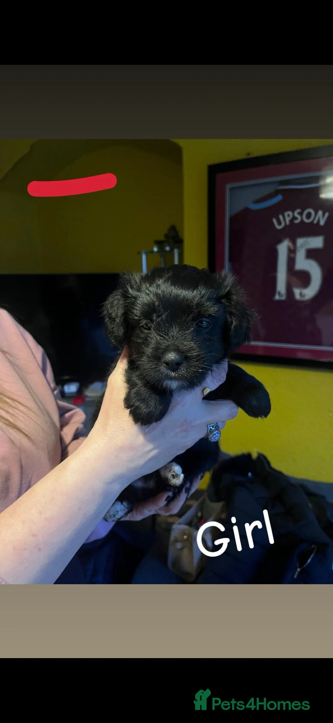 Mixed Breed dogs for sale: Shih Tzu / Jack Russell Hybrid Puppies - Advert 5