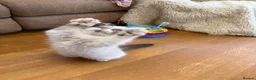Selkirk Rex cats for sale: Two kittens left  - Advert 12