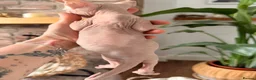 Sphynx cats for sale: Beautiful Sphynx kittens  - Advert 5