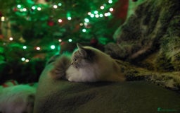 Ragdoll cats for sale: Beautiful Female Ragdoll - Image 2