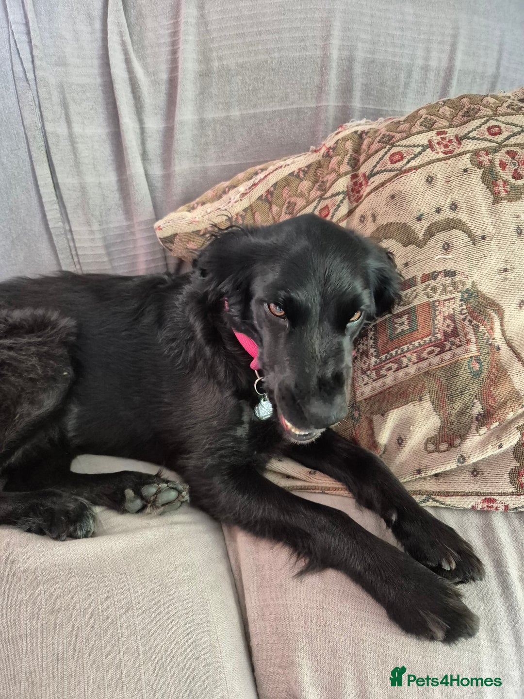 Mixed Breed dogs for sale: Beautiful girl sprollie  - Image 4