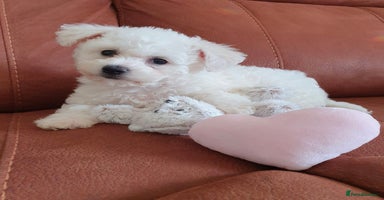 Bichon Frise dogs - Advert 14