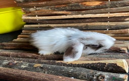 Mini Lop rabbits for sale: Mini lop rabbits - Image 3