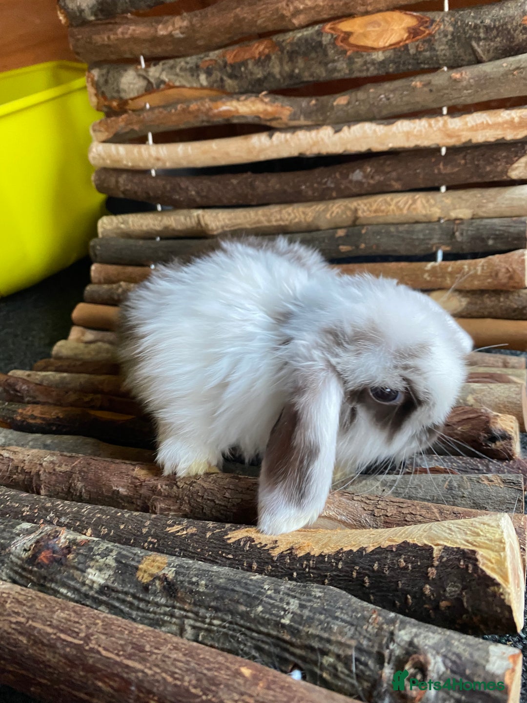 Mini Lop rabbits for sale: Mini lop rabbits - Image 3