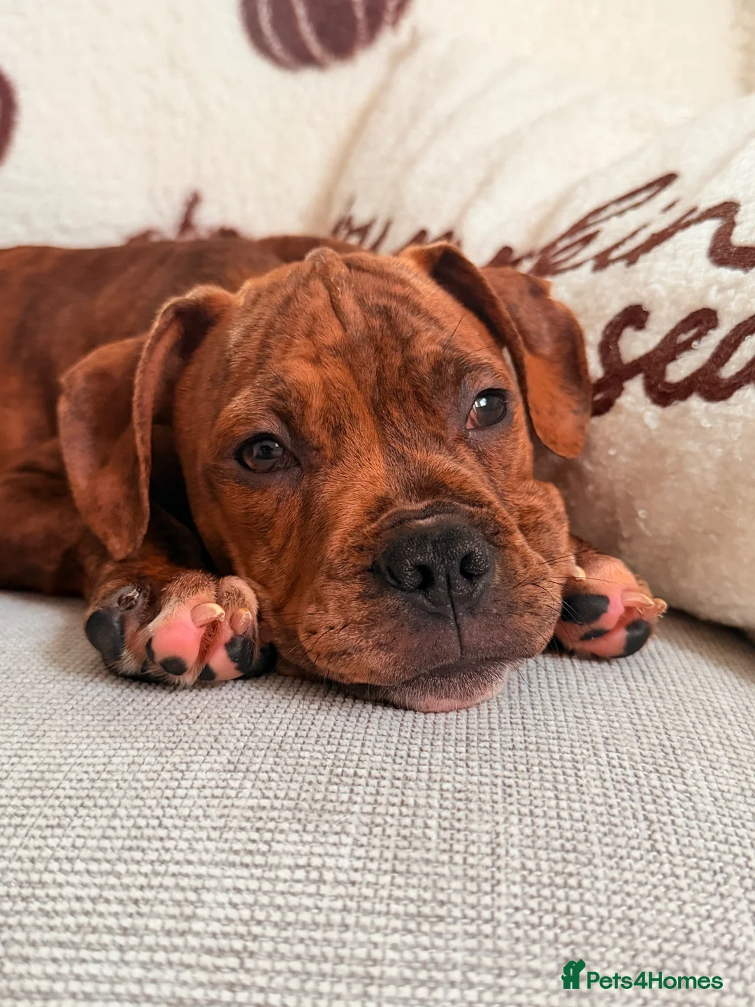 Boxer dogs for sale: Boxer puppy  - Advert 9