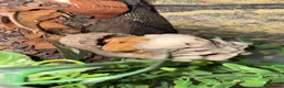 Gecko reptiles for sale: Crested gecko - orange female 🦎🍑 - Advert 14