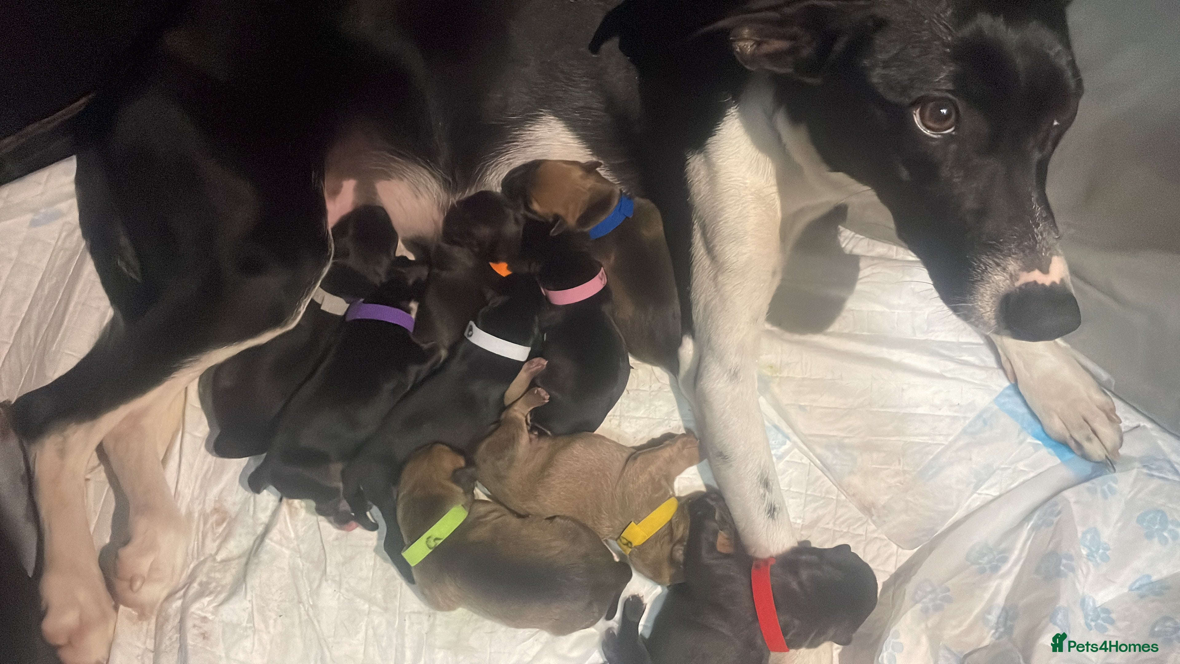 Mixed Breed dogs Bodeguero Andaluz x French Bulldog Puppies  - Advert 8