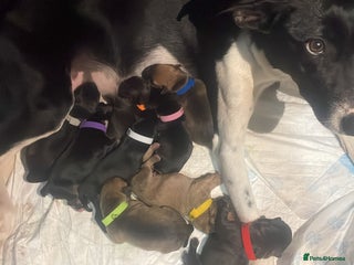 Mixed Breed dogs Bodeguero Andaluz x French Bulldog Puppies - Advert 2