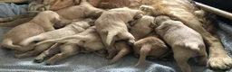 Golden Retriever dogs for sale: KC Reg Dark Red Golden Retriever-100% DNA Tested - Advert 2