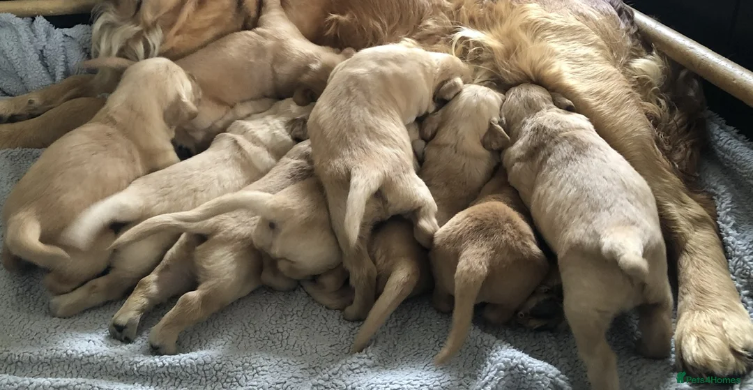 Golden Retriever dogs for sale: KC Reg Dark Red Golden Retriever-100% DNA Tested - Advert 2