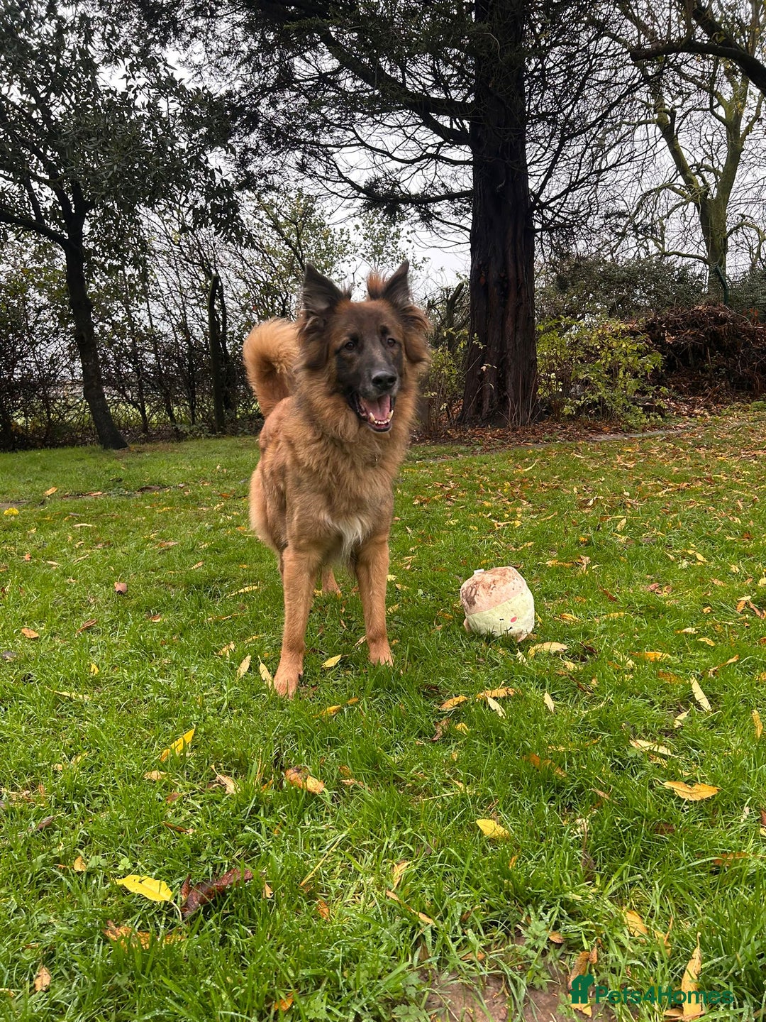German Shepherd dogs for adoption: Biggie - Advert 4